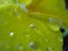 blatt mit tropfen.JPG