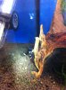 IMG-20130620-WA0002-1401136845.jpg IMG-20130620-WA0002-1401136845.jpg