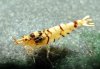 Tigerbienen02.jpg