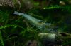 IMG_1888a Blaugelb_Vater_klein.jpg
