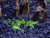 Fluval_10.JPG Fluval_10.JPG