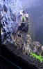 Fluval_15.JPG Fluval_15.JPG