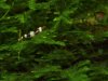 280713_BlackBee_1.jpg