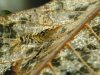 280713_Tibee_2.jpg