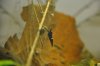 _DSC0363.JPG _DSC0363.JPG