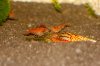 DSC06129.jpg