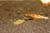 DSC06148.jpg
