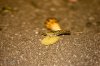 DSC06160.jpg