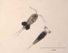 Cyclops_bicuspidatus_GLERL_1.jpg