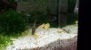 Guppy2.jpg Guppy2.jpg
