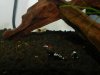 DSCN4131.JPG