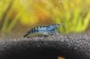 Black Rili - 04.jpg