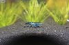 Black Rili - 08.jpg