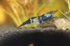 Black Rili - 09.jpg