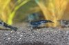 Black Rili - 11.jpg