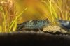 Black Rili - 12.jpg