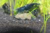 Black Rili - 22 - Essen.jpg