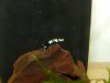 DSCN4178.JPG