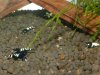 DSCN4195.JPG