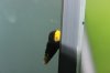 Tylomania Spec. Yellow mini - 03.jpg
