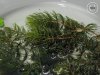 Wasserpflanze_001.jpg Wasserpflanze_001.jpg