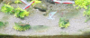 Utricularia Graminifolia.png Utricularia Graminifolia.png