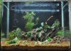 Aquascape 13l 006.JPG