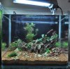 Aquascape 13l 011.JPG