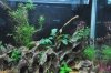 Aquascape 13l 013.JPG