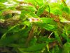 Amano 0002.jpg Amano 0002.jpg
