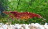 300px-RedFire-Garnele3.jpg