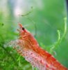 300px-RedFire-Garnele5.jpg