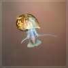 20131024_Blasenschnecke_Jungtier.jpg