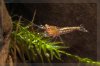 20131024_Blue-Rili_Jungtiere-4.jpg