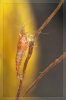 20131025_Blue-Rili_Jungtiere-2.jpg