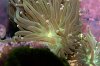 euphyllia.jpg