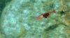 Eiertragende_Halocaridina_rubra_3.JPG Eiertragende_Halocaridina_rubra_3.JPG