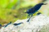 Royal Blue Tiger - ZWERGGARNELEN-1.jpg