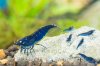 Royal Blue Tiger - ZWERGGARNELEN-2.jpg