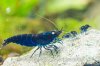 Royal Blue Tiger - ZWERGGARNELEN-3.jpg