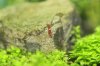Red Ruby - Junges - 03.jpg Red Ruby - Junges - 03.jpg