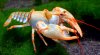 Cambarus manningi.jpg Cambarus manningi.jpg