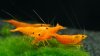 Gruppe01-Neocaridina_davidi_Orange.jpg