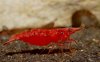 Gruppe01-Neocaridina_davidi_Red_Fire.jpg