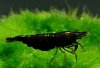 Gruppe02_Neocaridina_davidi_Black.jpg