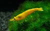 Gruppe02-Neocaridina_davidi_Yellow.jpg