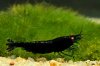 Gruppe03_Caridina_Black_Tiger_OE.jpg