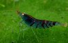 Gruppe03_Caridina_Blue_Tiger_OE.jpg