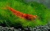 Gruppe03_Caridina_Red_Tiger_OE.jpg