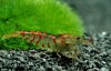 Gruppe04-Caridina_Red_Tiger.jpg